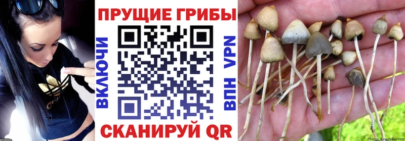 Галлюциногенные грибы MAGIC MUSHROOMS  где купить наркоту  Новоульяновск 